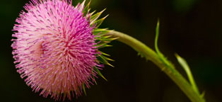 网页在线DDOS压力测试