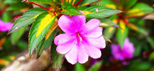 ddos攻击器安卓ios下载